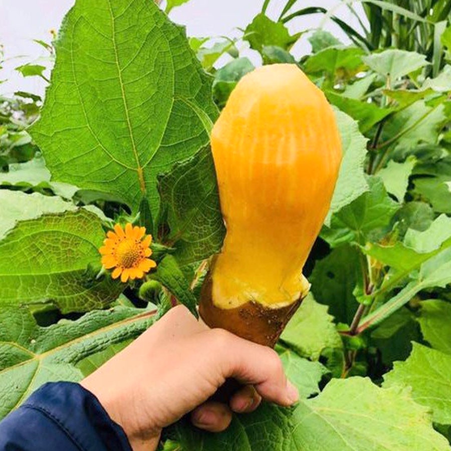 Miến đao sâm  Bát xát_Lào Cai gói 500g