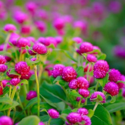Hạt Giống Hoa Bách Nhật Mix Đủ Màu (gói hạt, tặng phân kích mầm)