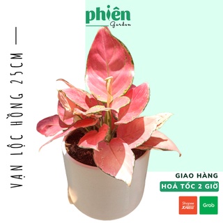 Cây Thịnh Vượng, Vạn Lộc Hồng 25cm để bàn kèm Chậu gốm tráng men