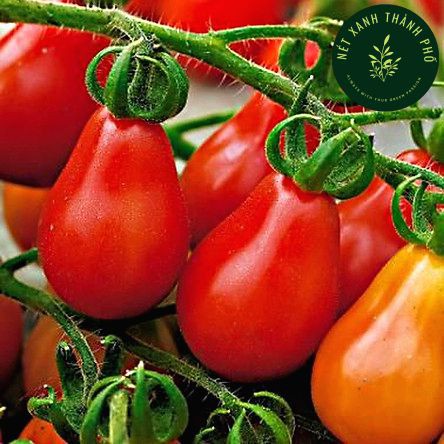 Hạt giống cà chua hồ lô đỏ lai F1 - rau củ quả trồng chậu, sân vườn ban công ngon ngọt nảy mầm cao 30 hạt