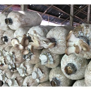Phôi nấm bào ngư xám
