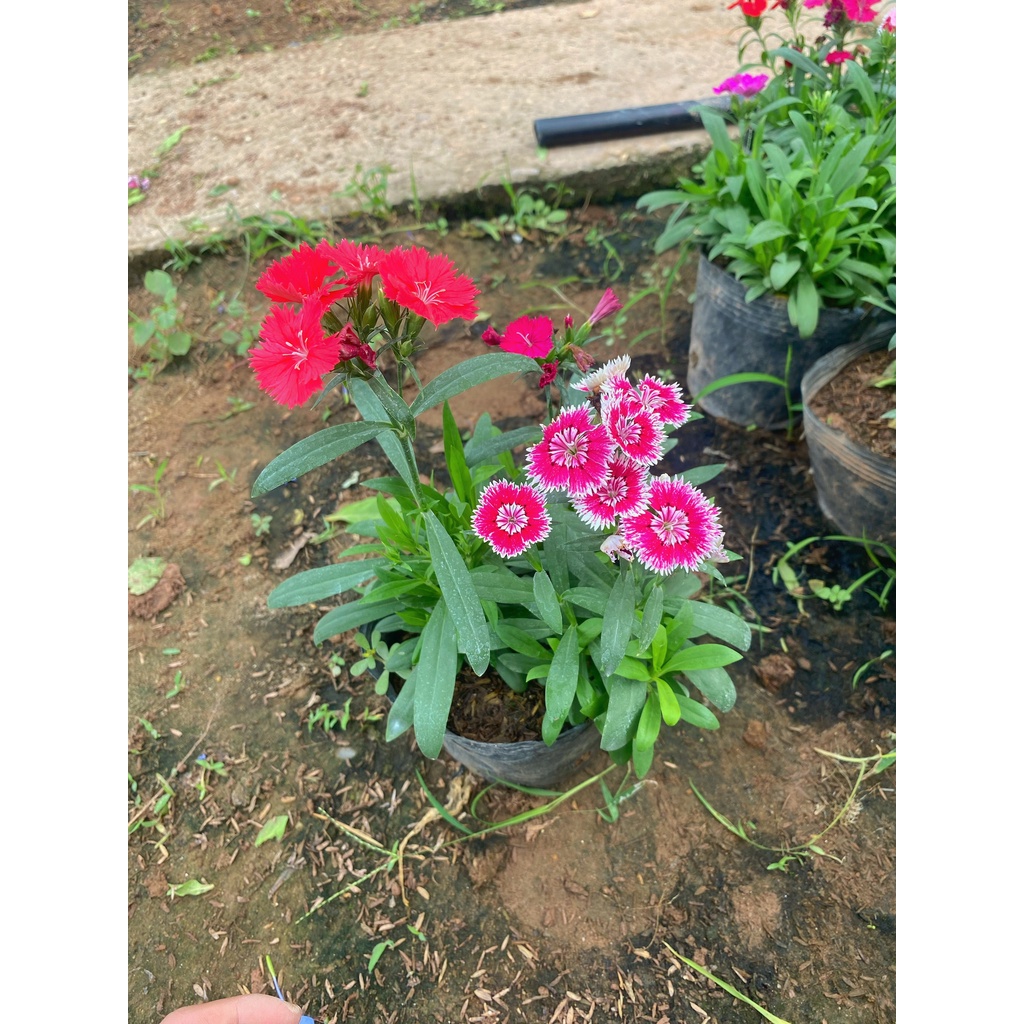 Cây Hoa Cẩm Chướng trồng bịch đen  Dễ Sống, Bền Hoa cây thích hợp trang trí sân vườn, cảnh quan.