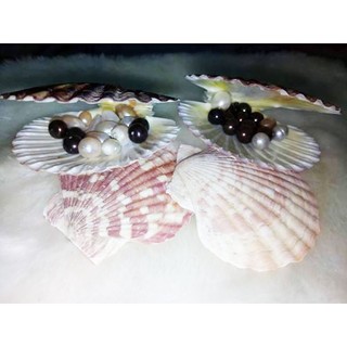 Ngọc trai hạt- bột