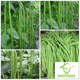 shophouse Hạt giống đậu đũa  SHOP HOUSE  TẾT KHUYẾN MẠI