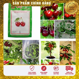 Hạt giống Quả Cherry (Anh Đào 10 hạt )