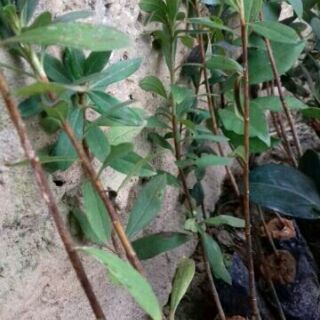 Combo 3 cây hoa đỗ quyên làm giống