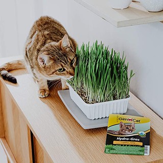 Hạt giống cỏ mèo GimCat Hydro-Gras 150g