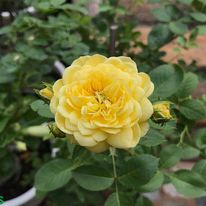 Hoa hồng leo Poet’s Wife hương thơm mạnh mẽ- vườn hoa melinh rose