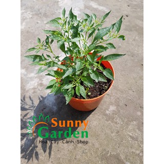 Ớt Để Bàn Mini - Cây Ăn Quả