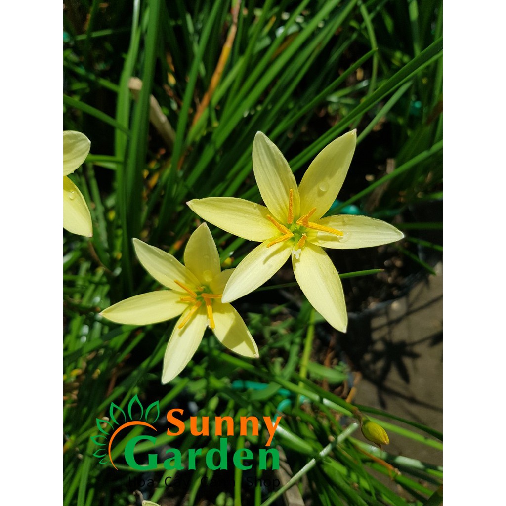 Hoa Tóc Tiên  - Chậu Hoa