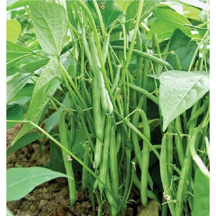 Hạt giống đậu cô ve lùn xanh  - 1 gói 50gram