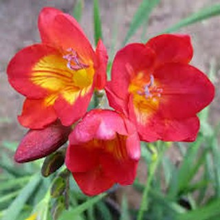 Củ giống hoa lan nam phi hoa màu đỏ - 1 củ KNS