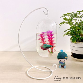 Bể cá mini C33 hình dưa 15 ( Tặng kèm combo phụ kiện trang trí )