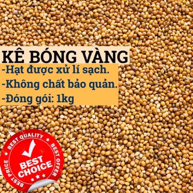 RẺ NHẤT] 1KG KÊ VÀNG HẠT LỚN CHO VẸT, YẾN PHỤNG, GÀ, BỒ CÂU, CÚT