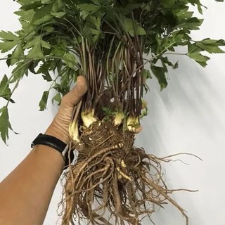 cây giống sâm đương quy