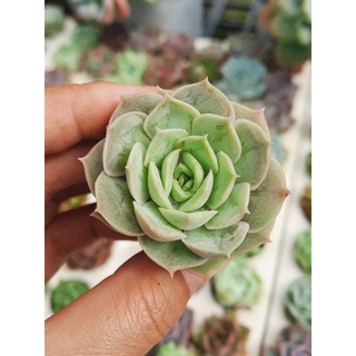 Sen đá ngọc bích🌵hư 1 đổi 1🌵đã thuần