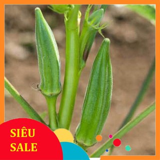 20g Hạt giống Đậu Bắp Cao Sản (tặng gói Kích nẩy mầm và Hướng dẫn)