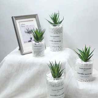 Chậu cây lô hội nhân tạo trang trí bàn làm việc độc đáo