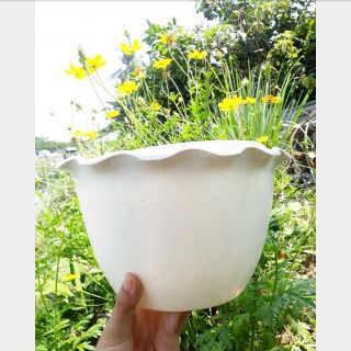 Chậu cây treo tường hình bán nguyệt viền bèo nhựa trắng
