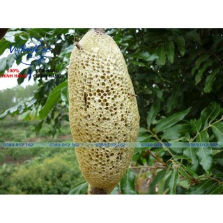 Mật Ong Rừng Tự Nhiên(100% Mật ong khoái- Mật ong ruồi)