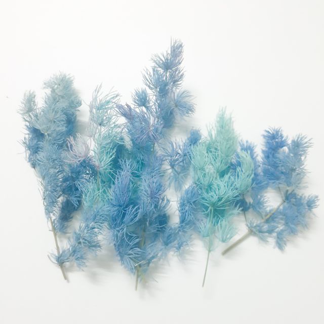 Tùng nho, tùng bồng lai khô trang trí resin, thiệp, tranh handmade