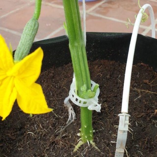 10 cái Đai kẹp thân dưa lưới- dưa leo- cà chua- cây dây leo