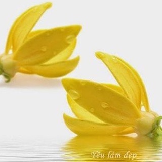 Tinh Dầu Ngọc Lan Tây Hữu Cơ ( Organic Ylang Ylang Essential Oil )