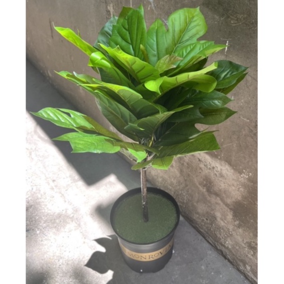 Cây giả-Cây bàng singapo lá xẻ cao 1m , trang trí,decor nội thất