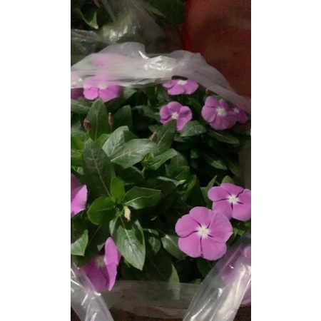 Cây hoa dừa cạn, cây cao 10-15cm đã có hoa và nụ trang trí ban công, sân vườn, làm cây công trình