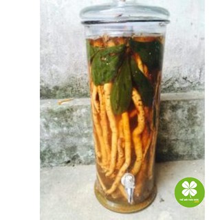 Sâm xuyên đá (1kg) - TD166