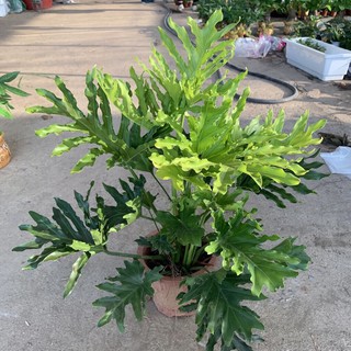 Cây trầu bà thanh Xuân-trầu bà lá xẻ