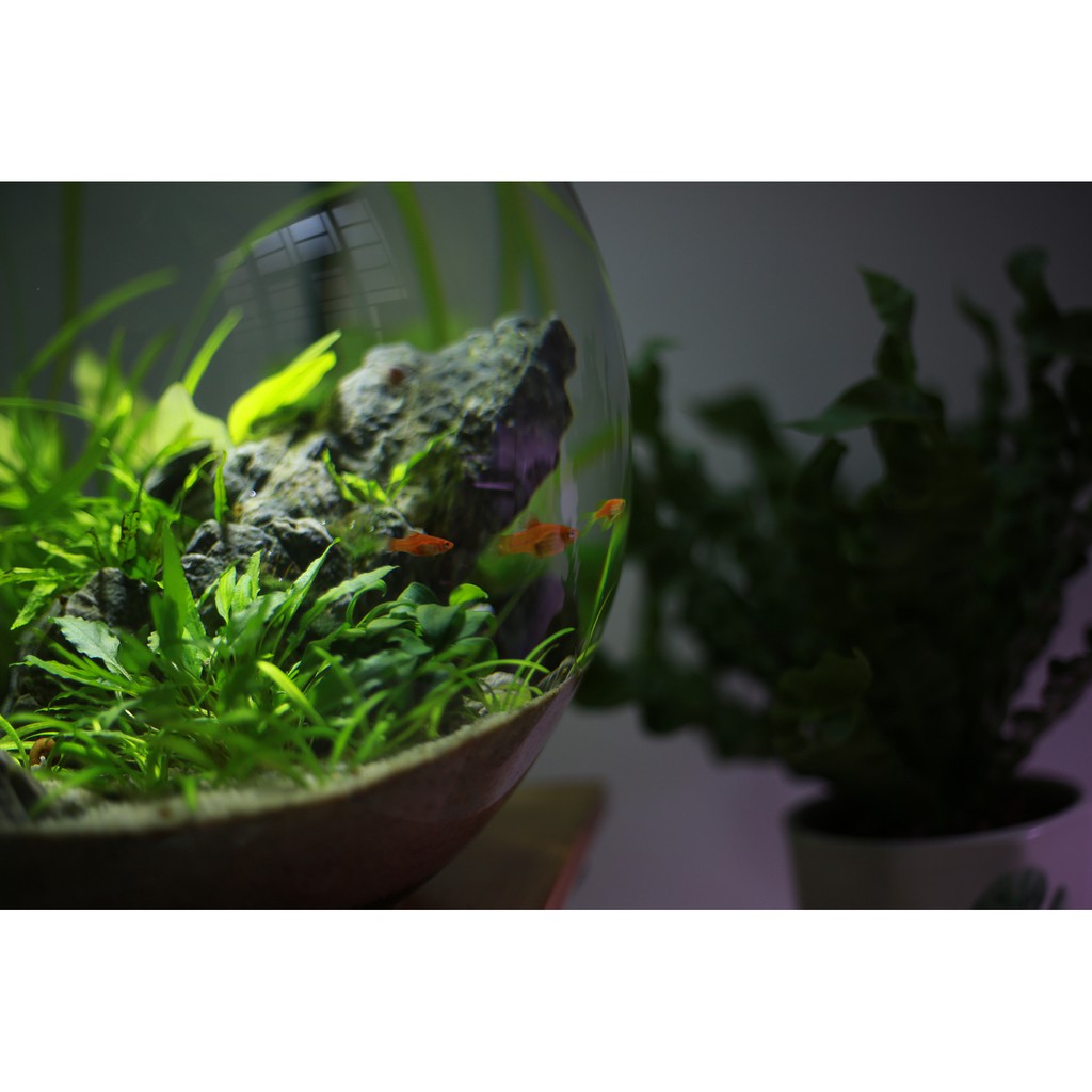 Bể cá thủy sinh mini để bàn Combo_CB1