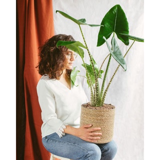 Alocasia zebrina - môn ngựa vằn