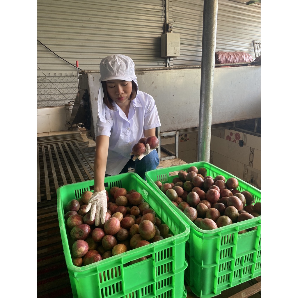 Chanh dây chia cost sẵn cho quán🍋FREE SHIP🍋tiện lợi, dễ quản lí