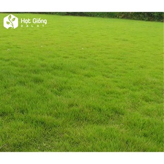 10GR - HẠT GIỐNG CỎ NHUNG NHẬT