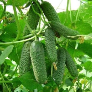 Hạt giống dưa chuột bao tử