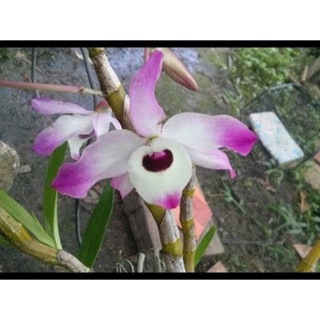 PHONG LAN ĐÙI GÀ (giò)