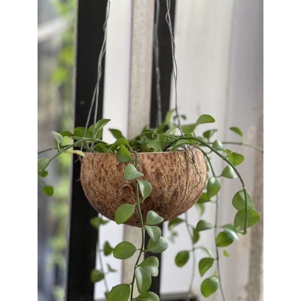 Gáo dừa trồng lan, trồng cây có kèm dây thừng treo