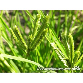 100G CỎ MẦN TRẦU-VỊ THUỐC QUÝ