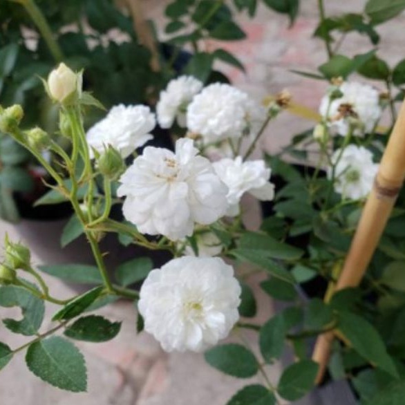 Hoa Hồng Bạch trà – hoa hồng Việt đơm bông quanh năm được ưa chuộng.hương trà xanh dịu nhe-- Vườn Hoa Melinhrose