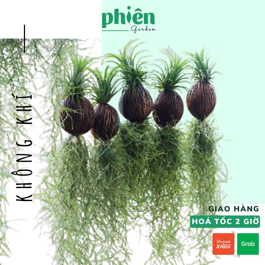 Cây Không Khí Tóc Tiên, Kim Yến Tillandsia Usneoides