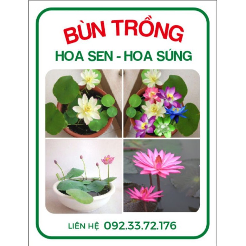 500g Bùn trồng hoa sen, hoa súng