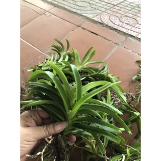 VANDA rừng bó 3 cây 35k