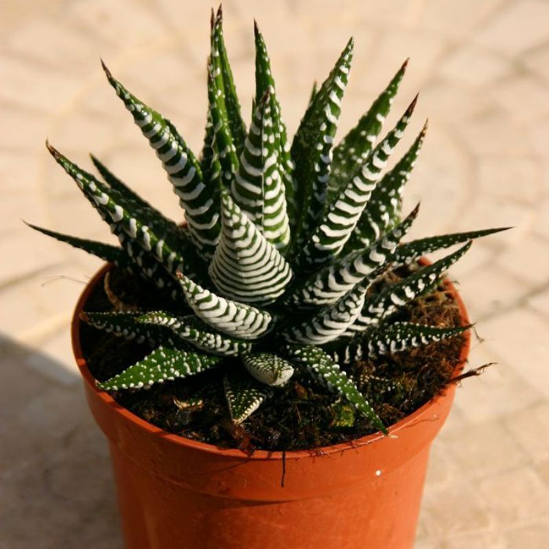 Sale 50%-Sen đá Haworthia Fasciata, móng rồng siêu đẹp😍