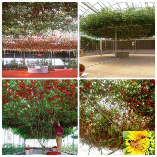 Cà Chua Bạch Tuộc  30 hạt