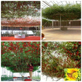 Cà Chua Bạch Tuộc ( Cà chua leo giàn) 30 hạt
