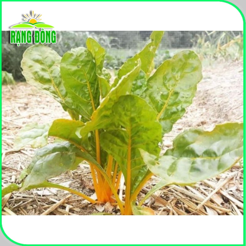 Hạt giống Cải Cầu Vồng Vàng (Cải Cầu Vòng) dễ trồng, sinh trưởng tốt (gói 10gr) - Hạt giống Rạng Đông