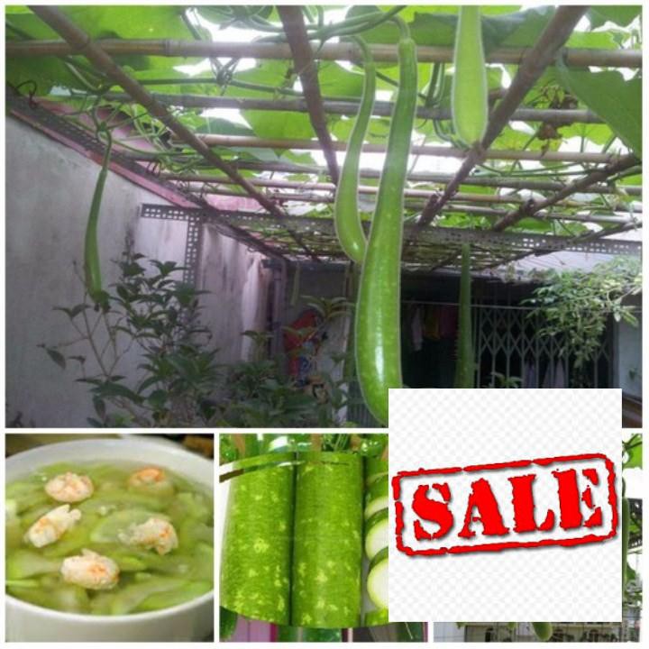 Gói 10 hạt giống bầu sao dài SALE