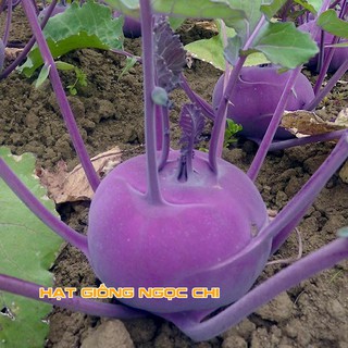 Hạt Giống Củ Su Hào Tím - 0.5Gr