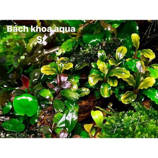 Cây thủy sinh Bucep xanh